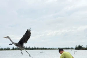 Cao điểm ngăn chặn săn bắt, buôn bán chim hoang dã