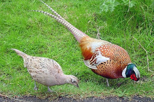 Lợi nhuận cao gấp 3 lần nuôi gà vịt, loài chim này trở thành 'mỏ vàng mới' của nông nghiệp: Giá trứng 20.000 đồng/quả, thịt đắt hơn bò