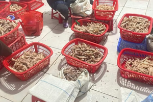 Phát hiện gần 4 tấn chân gà và xúc xích không rõ nguồn gốc