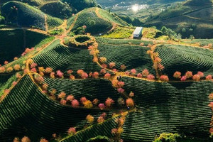 Liên danh Ecopark sẽ làm khu đô thị sinh thái gần 2.500 tỷ tại Lào Cai