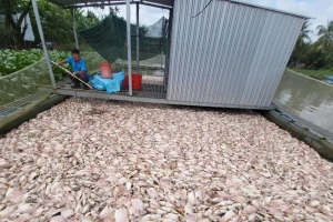 Cá điêu hồng chết nhiều chưa từng có ở Cần Thơ