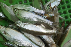 Từng bị chê là 'cá cho lợn ăn', nay lên đời thành đặc sản đồng quê được săn lùng, giá cao chót vót