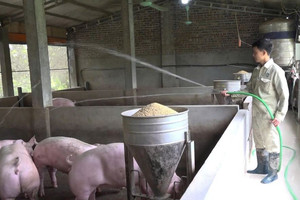 Từ điểm nóng dịch tả lợn châu Phi, nay Cần Thơ đã duy trì 21 ngày ‘sạch bệnh’ nhờ chăn nuôi không tiếp xúc, mở ra hướng đi mới cho nông nghiệp Việt Nam