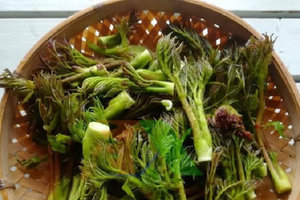 Loại rau được ví là 'cao lương mỹ vị số 1 thế giới': Việt Nam có nhưng ít ai biết, giá tới 400.000 đồng/kg