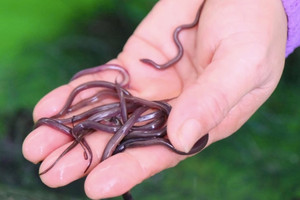 Loài cá từng bị coi là món quê nghèo, nay khiến cả thế giới săn đón và giúp nông dân Việt thu 400 triệu đồng mỗi năm