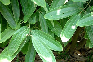 Loại cây tỷ đô được nông dân Việt trồng bạt ngàn, vỏ hay lá đều có thể ‘hái ra tiền’, cạnh tranh với Trung Quốc để đứng top 1 thế giới