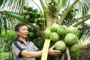 Độc lạ miền Tây: Vườn dừa lùn mang hàng trăm trái mỗi cây, giúp ông chủ kiếm bộn tiền dù không bán quả
