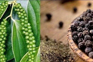 'Vàng đen' của Việt Nam bứt phá mạnh mẽ: Xuất khẩu lập kỷ lục mới, hướng tới mốc 1,5 tỷ USD