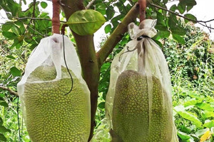 Vì sao trộm 2 quả mít chưa đến 400.000 đồng lại bị khởi tố?