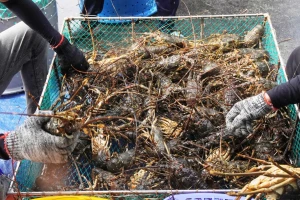 Người dân thủ phủ tôm hùm bán tháo tôm hùm 'chạy bão', thương lái đổ xô đến mua