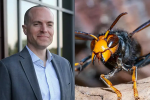 Giám đốc Trường Quốc tế QSI Hải Phòng và con trai thiệt mạng vì bị ong bắp cày tấn công