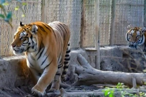 9 cá thể hổ nuôi trái phép ở Thanh Hóa giờ ra sao?