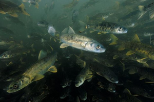 Phát hiện 800.000 tấn cá dưới lòng hồ nhưng người dân không ai dám ăn