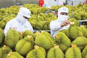 Khởi tố 17 người trong đường dây gian lận xuất khẩu sầu riêng sang Trung Quốc