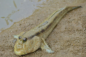 Sinh vật bi thảm nhất hành tinh: Mất 300 triệu năm tiến hóa để biết đi trên cạn nhưng lại... 'thất bại' trước muối ớt Cần Giờ