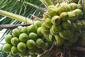 Đúng vụ thu hoạch rộ, dừa tươi miền Tây từng là vua lợi nhuận bỗng rơi tự do 'giá rẻ như cho'