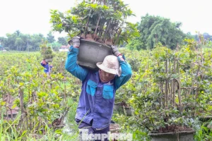 Nông dân trồng mai Tết tất tả 'chạy bão'