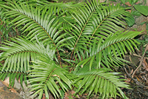 Chưa từng có trong lịch sử: Phát hiện loài cây có thể tạo ra đất hiếm, Trung Quốc vớ bẫm 'kho báu' không tưởng