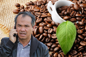 Bầu Đức mua 30 triệu cây giống cà phê, phủ diện tích 10.000ha tại Việt Nam và Lào