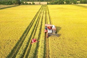 NÓNG: Tiếp tục miễn thuế sử dụng đất nông nghiệp đến hết năm 2030