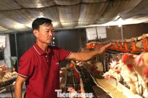 Chuyện về nông dân Việt Nam xuất sắc từng suýt phá sản, phải bán kỷ vật