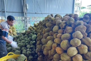 Cần lập lại trật tự ngành hàng sầu riêng