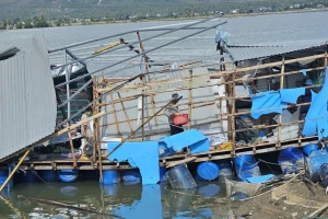 Bão số 13 'thổi bay' hơn 172 tỷ đồng của người dân thủ phủ tôm hùm