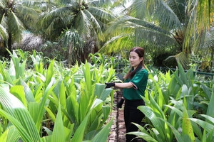 Nông dân Vĩnh Long trồng loại quả tinh hoa của đất trời, ruột trắng ngần lại đặc sánh: Đút túi 6 tỷ đồng mỗi năm dễ ‘như chơi’