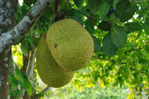 Loại trái cây Việt được ví như 'cứu tinh nhân loại': Xuất khẩu bùng nổ, chinh phục thị trường Trung Quốc