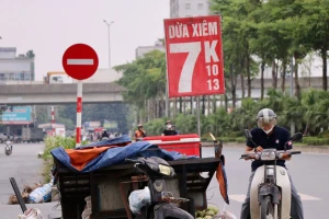 Dừa xiêm 7.000 đồng bán tràn ngập Hà Nội