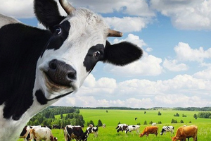 Khối ngoại rót gần 800 tỷ đồng gom cổ phiếu Vinamilk