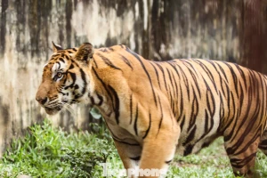 Lên phương án chuyển đàn hổ 9 con nuôi trái phép ra vườn thú Hà Nội