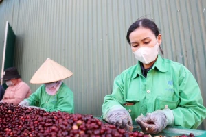 Miễn thuế đối ứng, nhiều nông sản Việt có cơ hội tăng xuất khẩu sang Mỹ