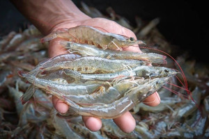 Sớm hoàn thành kế hoạch năm, một cổ phiếu ngành tôm được khuyến nghị 'GIỮ' với dư địa tăng 9%