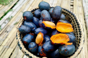 Loại quả xanh đen 'lạ mắt' chỉ Phú Thọ mới có: Đặc sản rẻ tiền nhưng cực hiếm, dân sành ăn săn lùng