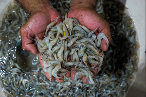 Tôm và giày Nike nhiễm phóng xạ gây ung thư lọt vào Mỹ, thu hồi hàng trăm container: Vụ bê bối giáng đòn nặng nề vào nền kinh tế số 1 Đông Nam Á