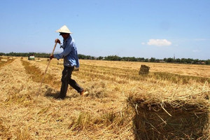 Không còn đốt rơm rạ, nông dân Ninh Bình tìm ra cách kiếm cả trăm triệu mỗi vụ lúa từ chính thứ bỏ đi này