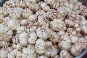 Mỗi tháng người Việt chi hơn 350 tỷ đồng cho tỏi nhập khẩu từ Trung Quốc, vừa rẻ vừa dễ bóc