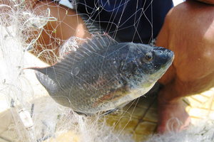 Một loại 'sản vật dưới nước' của Việt Nam đang được săn đón mạnh mẽ, bứt phá ngoạn mục: Mang về hơn 57 triệu USD kể từ đầu năm, Mỹ săn lùng không ngớt