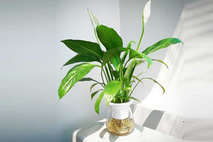 NASA chỉ ra 10 loại cây cảnh thanh lọc không khí, tốt cho sức khỏe