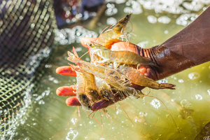 Một 'sản vật' của Việt Nam bùng nổ tại Trung Quốc: Xuất khẩu vượt 1 tỷ USD, cạnh tranh gay gắt nhưng cơ hội vẫn rộng mở