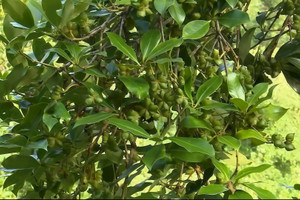 Một loại gia vị quý hiếm của Việt mang về gần 50 triệu USD, sản lượng nước ta nằm top 2 toàn thế giới