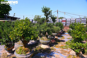 Nguồn cung cực căng, giá trên trời, khách chơi quất Tết Bính Ngọ vẫn nổ cọc từ giờ vì sợ hết hàng đẹp