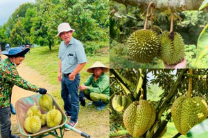 HAGL vào vụ sầu riêng 70.000 gốc, xây thêm kho lạnh 20.000m² để trữ hàng trái vụ