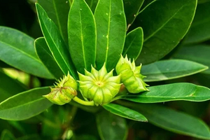 Sở hữu 'thủ phủ' hơn 43.000 ha loài hoa siêu hiếm, Việt Nam thu 3,4 triệu USD chỉ trong 1 tháng - khẳng định vị thế 'ông lớn' toàn cầu