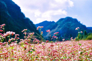 Du lịch Việt bùng nổ tour theo mùa chi phối thị trường, doanh nghiệp nắm ‘cơ hội vàng’