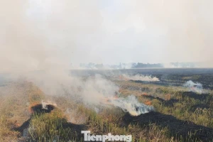 Sản xuất lúa phát thải thấp: Không đốt rơm, rạ gây ô nhiễm