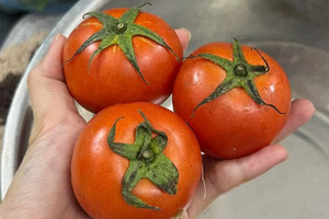 Rau củ 'leo giá' chóng mặt, từ mớ mồng tơi đến quả cà chua đều thành 'hàng xa xỉ', bà nội trợ quay cuồng tính tiền chợ