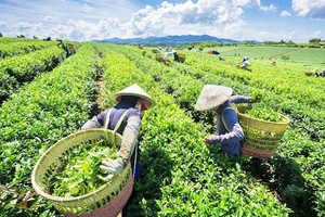 'Vàng trên cây' của Việt Nam bất ngờ được Trung Quốc ồ ạt thu mua, nước ta là 'ông trùm' đứng thứ 5 thế giới