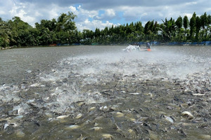 'Mỏ vàng dưới nước' của Việt Nam mang về cả tỷ USD doanh thu, được Trung Quốc ráo riết săn đón giai đoạn cuối năm